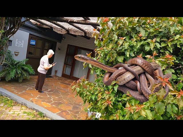4 Deadly Snakes at Her Front Door!