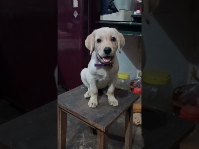 Jimmy the labrador 😆 😳 #jimmy #puppy #labrador #cutedog #shortsvideo