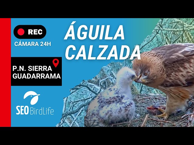Águila calzada 🔴DIRECTO  · P.N. Sierra de Guadarrama
