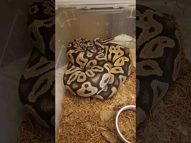 Orange Dream Pastel Chocolate Male 🐍🔥 | Main Breeder Update This Season