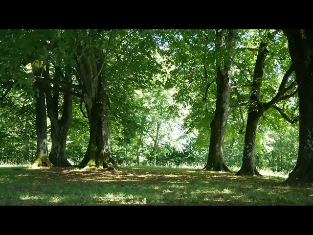 Wind Blowing Peacefully Through Trees   Sound
