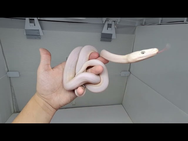 Golden Child Cow Reticulated Python Male 1 (05/11/26)