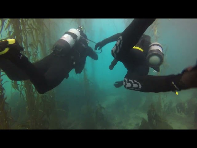 Diving at Monastery Beach UCSC diving