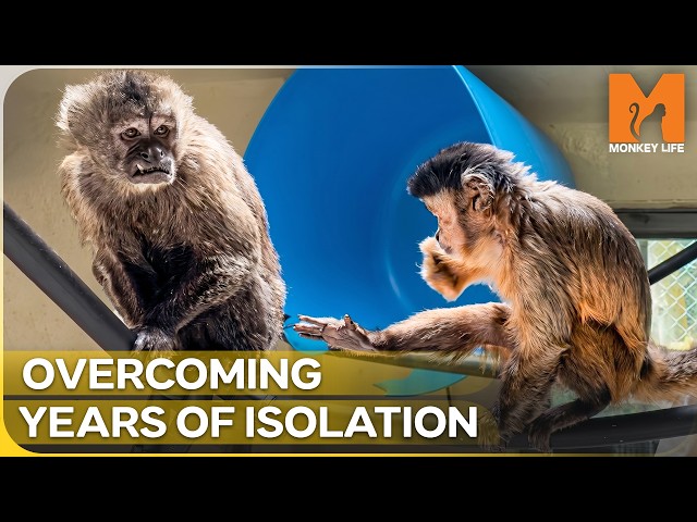 Disabled Rescue Monkey Finds Her First Friend | Monkey Life Season 16 Episode 12