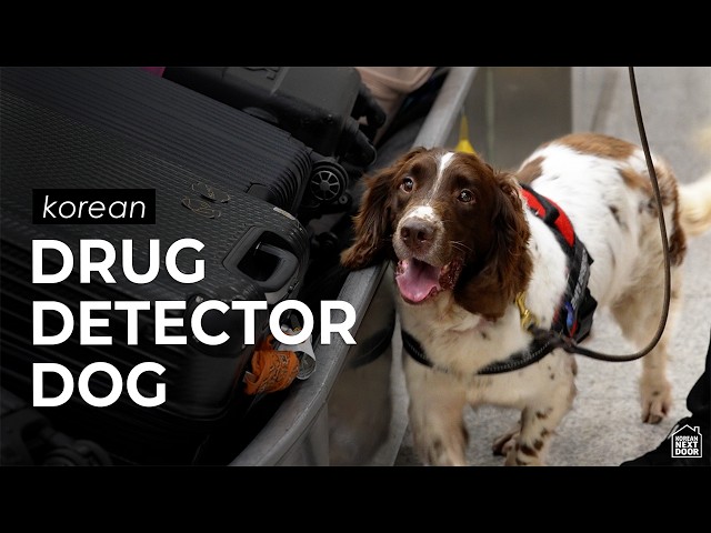 9 hours of a drug detector dog at the World's #1 Airport (Incheon, Korea)