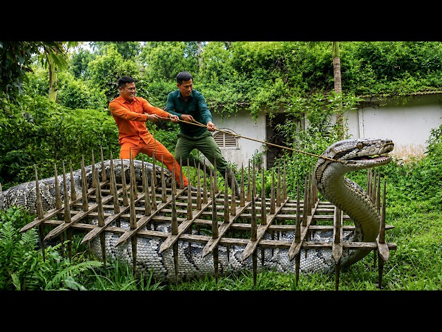Trapping a Giant 380kg Python Hiding in a House Abandoned for 50 Years | 72-Hour Cleanup and Hunt