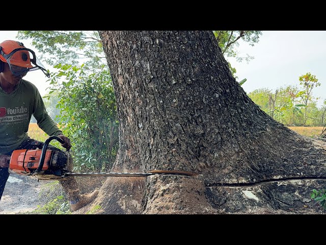 The fallen giant that won't touch the ground! Stihl Ms881 & Echo cs7310 Vs. 3 Rain Tree.