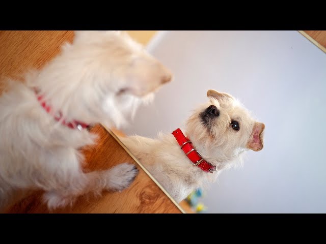 Pet Interviews - Mirrors