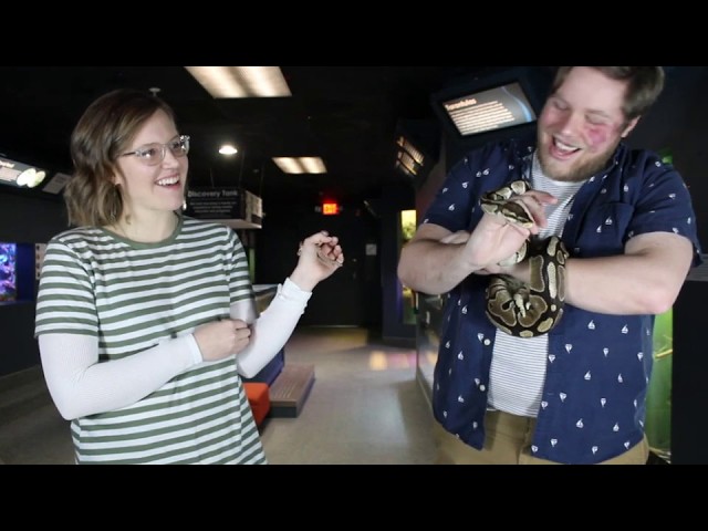 Meet Our Western Hognose Snake and Ball Python | Digital Discovery