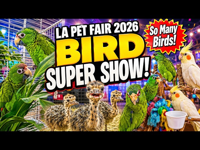 LA Pet Fair 2026 - Bird Super Show - birds and parrots walkthrough