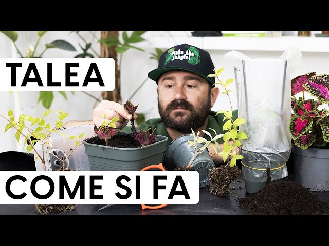 How to Take Cuttings: The Easy Way to Propagate Shrubs and Perennials