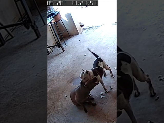 Pitbulls Miuxa e Barão