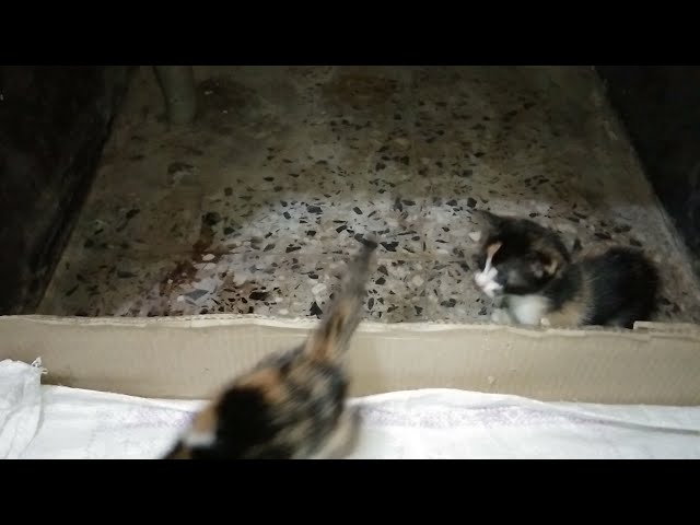tiny kittens exploring the place
