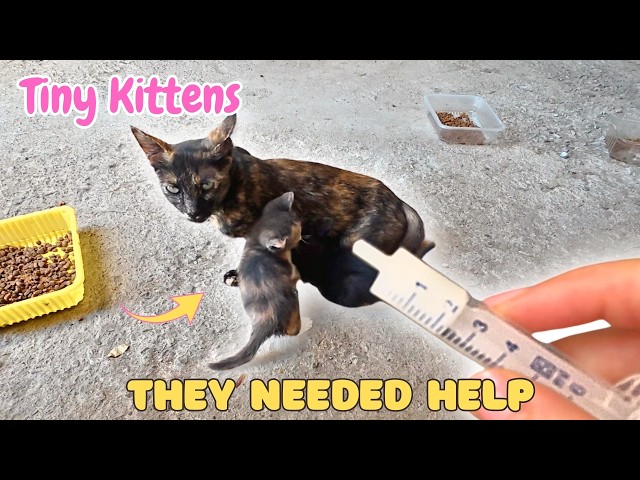 I Had to Give These Tiny Kittens Medicine ❤️