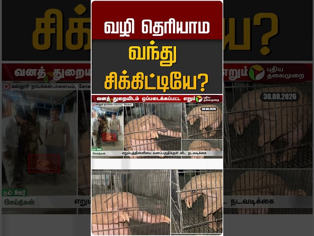 வழி தெரியாம  வந்து சிக்கிட்டியே? #shorts