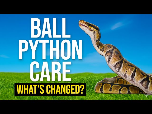 Ball Python Care 2026: The NEW Complete Guide!