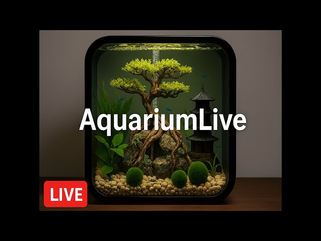 🔴 Live Aquarium Feed | Planted Shrimp Tank & Chill Beats | 14/01/2026