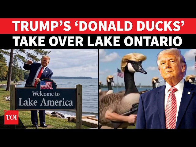‘DONALD DUCKS VS CANADIAN GEESE!’: Trump Wages BIZARRE War On Lake Ontario; Canada On Edge | WATCH