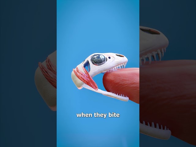 How A Lizard's Bite Locks On 😱