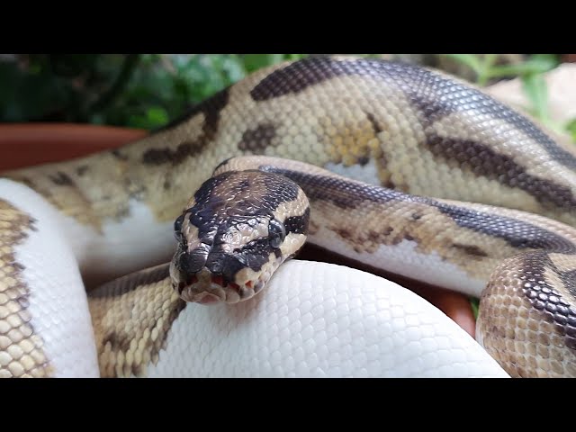 Bioactive terarium for ball python