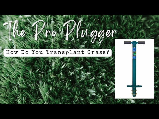 How To Grow Grass In Dead Spots / The Pro Plugger Unboxing/ Review ​#grass #pluggers