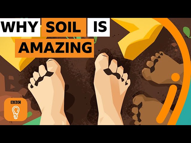 Why soil is one of the most amazing things on Earth | BBC Ideas