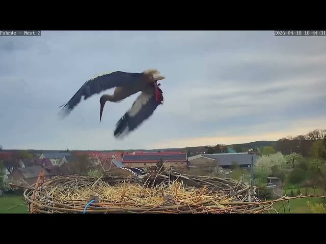 Ente vs. Storch - Storchennest Fohrde - 18.04.2026