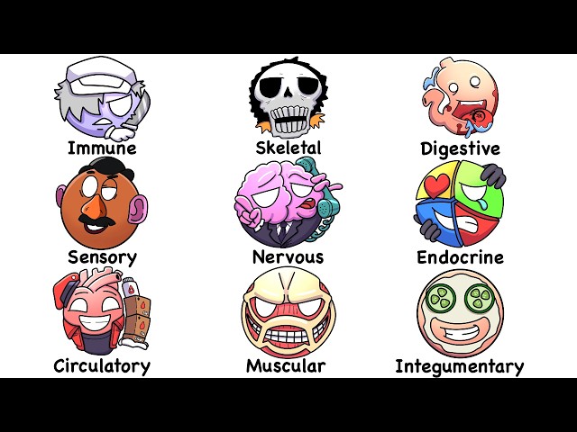 Every System In Human Body Explained in 15 Minutes