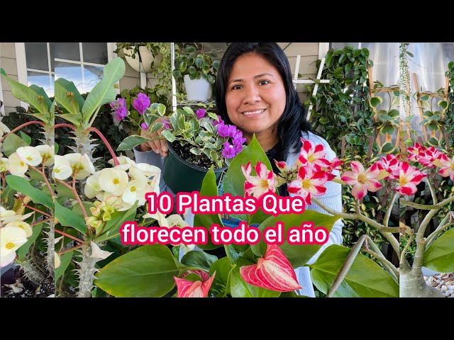 10 Plantas que florecen todo el año para interior y exterior