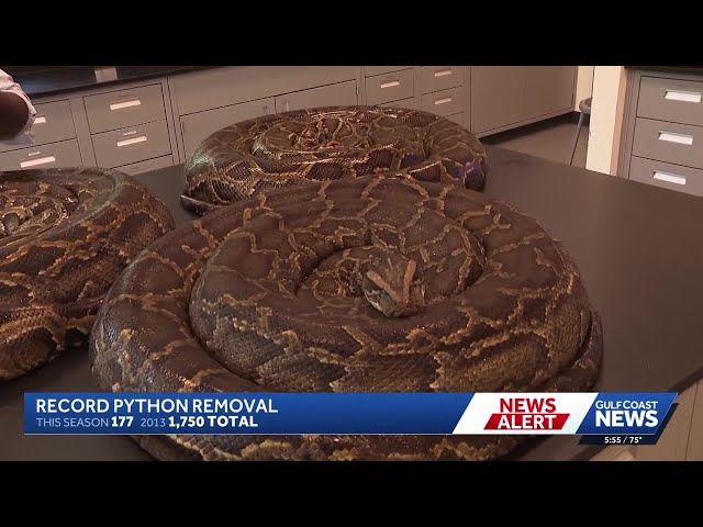 Conservancy of Southwest Florida removes record 8,080 pounds of Burmese pythons in breeding season