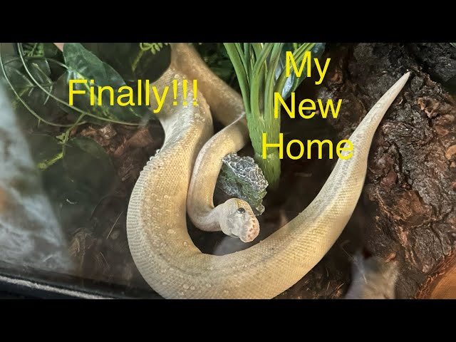 My Ball Python Nagini’s Completed Home