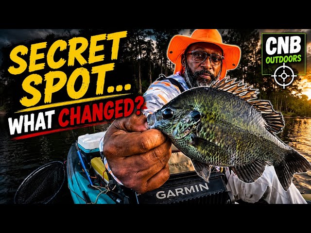 "I Checked My Secret Shellcracker Spot… Here's What Happened!" 🎣🔥