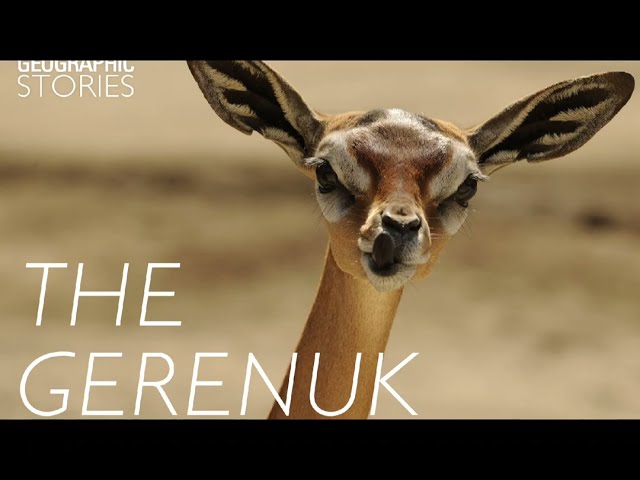 A creature that can live its entire life without drinking water 👉The Gerenuk | animal planet |