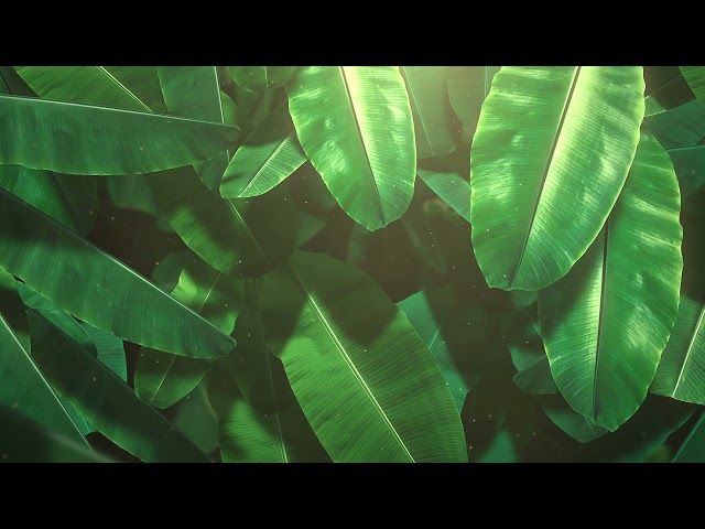 Tropical Leaves Free Background Videos, Motion Graphics, No Copyright | All Background Videos