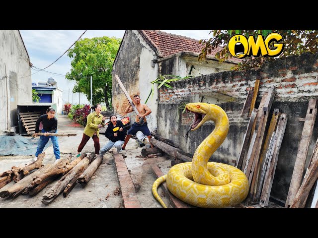 The Girl and the Brave Hunter Catch a Giant Python
