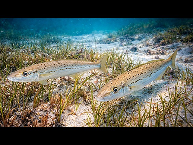 What King George Whiting Actually Do (And How to Catch Them)