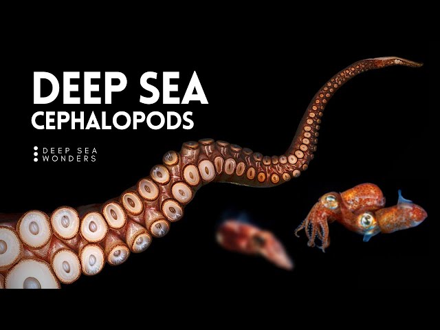 The Unique Biology of Cephalopods