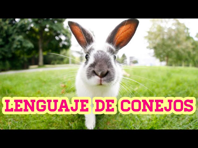 THE LANGUAGE OF RABBITS | The language of rabbits