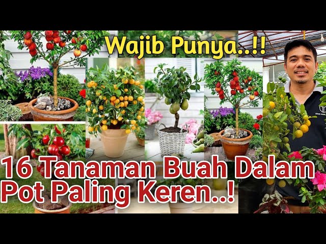 Wajib Punya..! 16 Jenis Tabulampot Paling Keren, Rekomendasi Tabulampot Terbaik, Tanaman Bermanfaat!