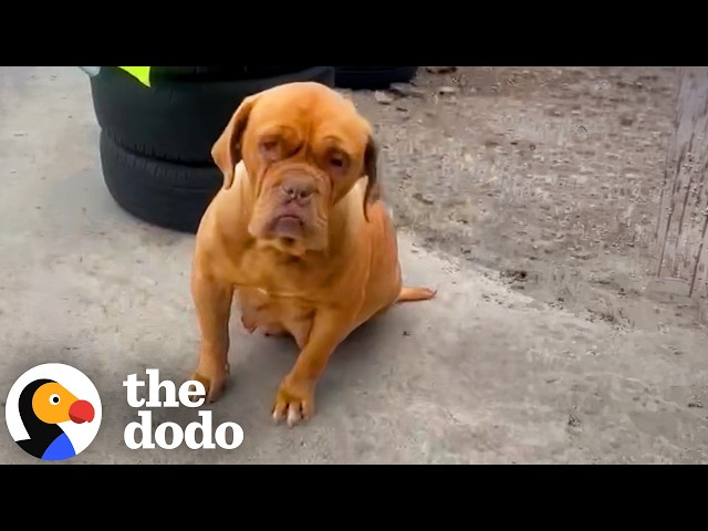 Dog Who Lived Outside A Mechanic Shop Now Scrolls Mom’s Phone | The Dodo