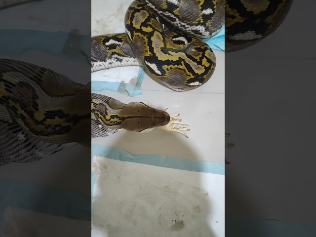 11ft retic eat chicken