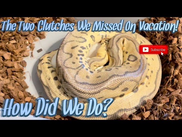 We Missed Two Clutches While I Was In Mexico! || Update On The Clutches That Sal Pulled For Me