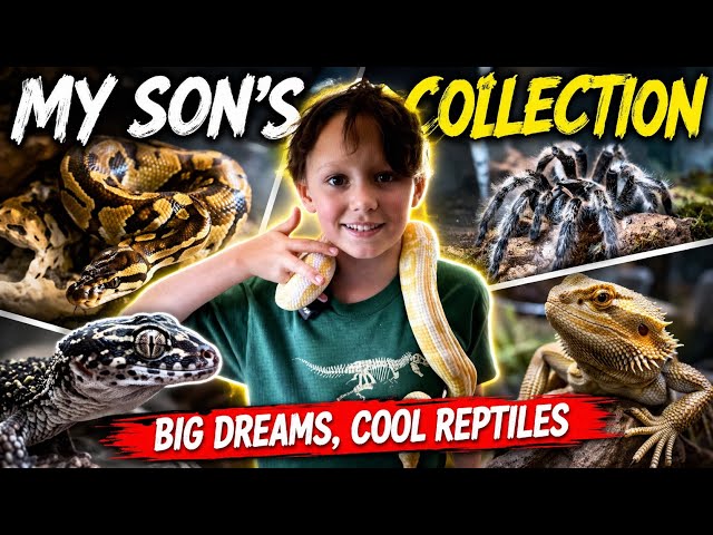 My Son’s AMAZING Exotic Pet Collection! 🐍🕷️ ⭐⭐⭐⭐⭐
