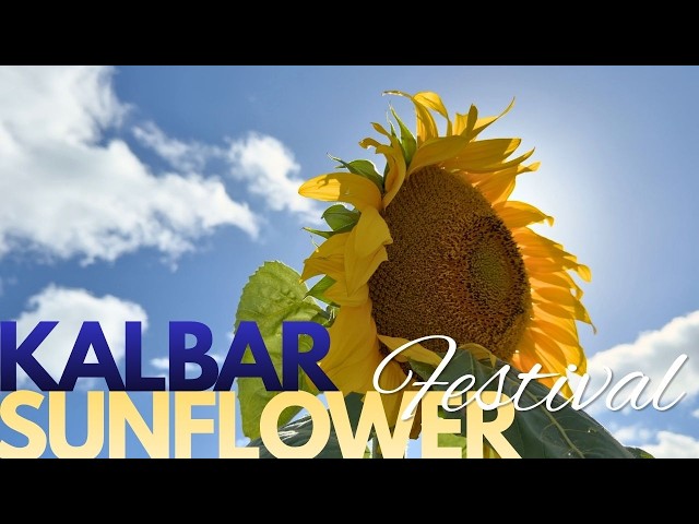 Kalbar Sunflower Festival | Queensland Australia
