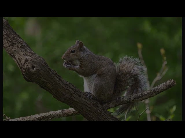 What Frozen Squirrel Poop Reveals About the Ice Age