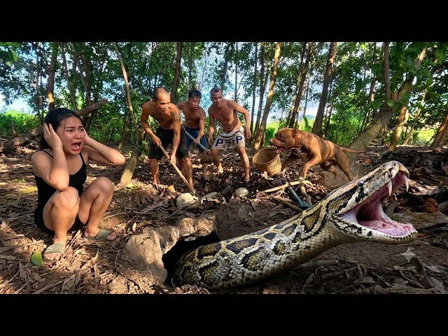 Brave Hunters Capture a Giant Python Hidden Inside a Dark Cave | Incredible Snake Discovery