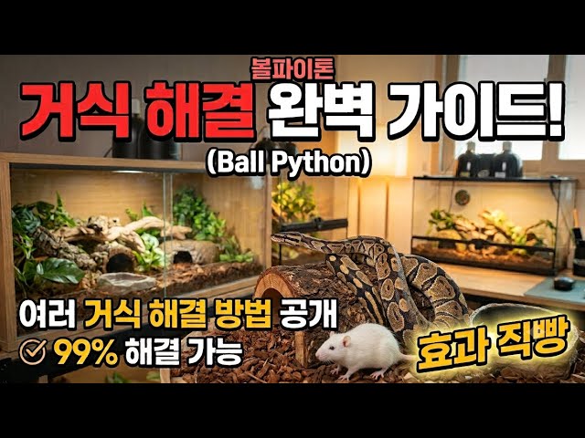몇 달째 거식 중인 볼파이톤 “이것” 하나로 바로 먹이 반응 터집니다!