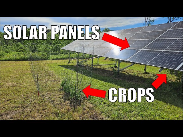 What Plants Grow Best Under Solar Panels? | Agrivoltaics Science Experiment