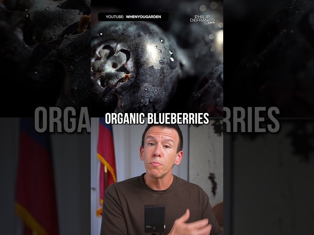 FOOD WARNING: This Time Blueberries Have the Highest Safety Concerns
