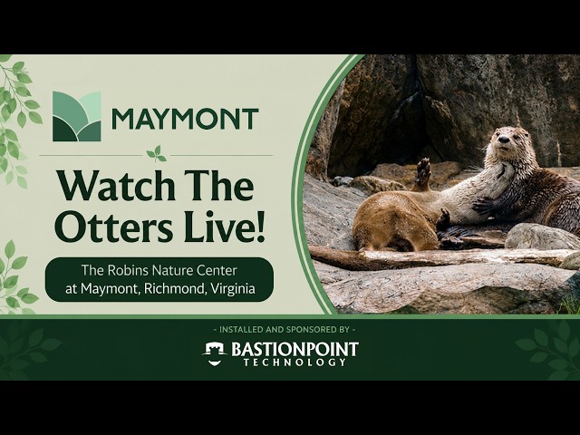 Maymont LIVE Otter Cam | Richmond, VA | Bastionpoint Technology
